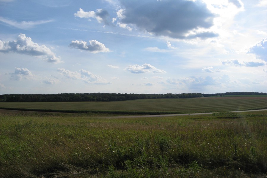 ../image/corn field stripes 1.jpg